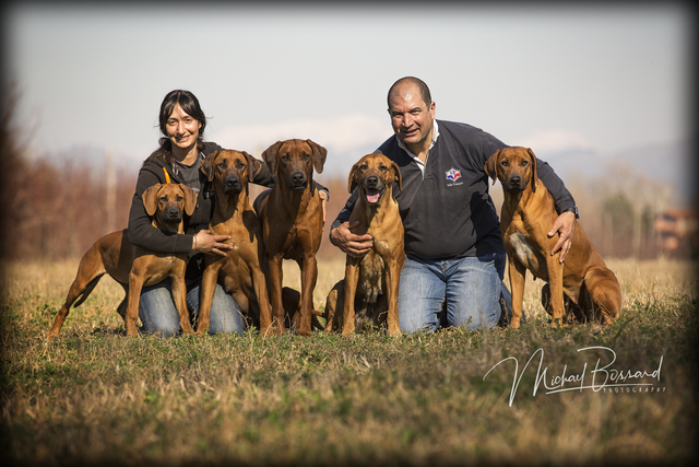 Il 2024 rhodesian ridgeback